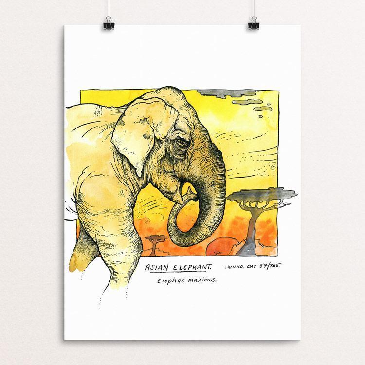 Asian Elephant by Rob Wilkinson
