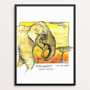 Asian Elephant by Rob Wilkinson
