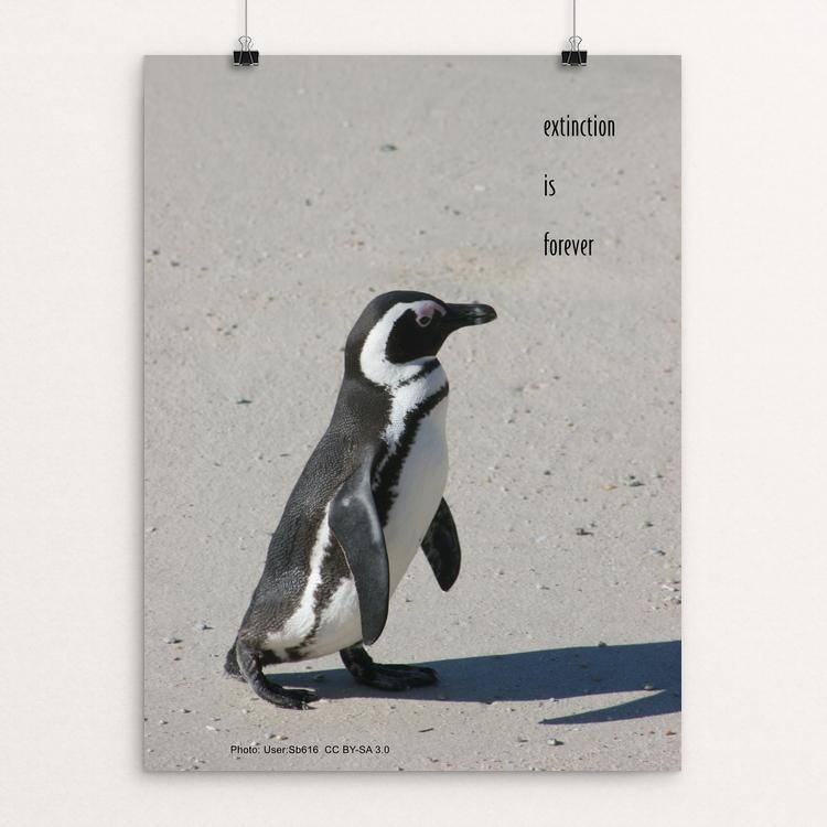 Extinction Is Forever - African penguin by Vivian Chang
