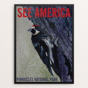 Pinnacles National Park -- Acorn Woodpecker by Bruce and Scott Sink